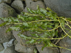 Potamogeton lucens
