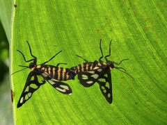 Amata huebneri