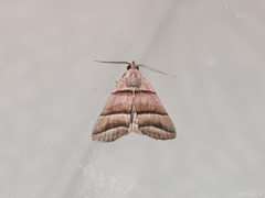 Polypogon nothusalis