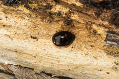 Paropsisterna dulcior