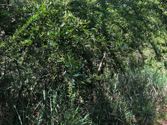 Rhamnus parvifolia