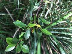 Rhamnus parvifolia