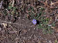 Gentiana arisanensis