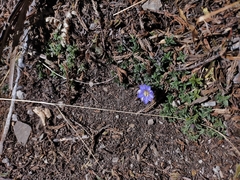 Gentiana arisanensis