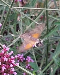 Macroglossum stellatarum