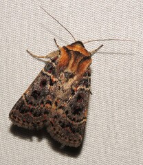 Proteuxoa sanguinipuncta