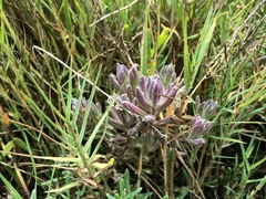 Chloropyron maritimum palustre