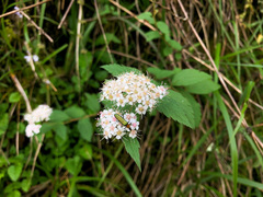 Spiraea formosana