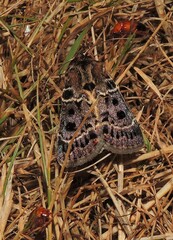Proteuxoa sanguinipuncta