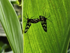 Amata huebneri