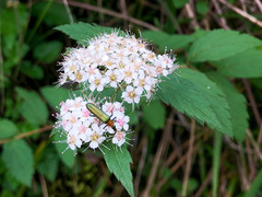 Spiraea formosana