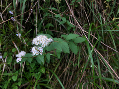Spiraea formosana