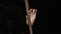 Phodilus badius badius