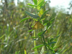 Mecyna flavalis