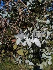 Eucalyptus gunnii