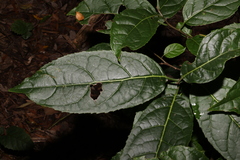 Ehretia acuminata