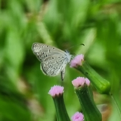 Zizula hylax pygmaea