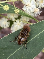 Eristalinus punctulatus