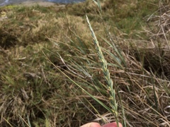 Leymus mollis mollis