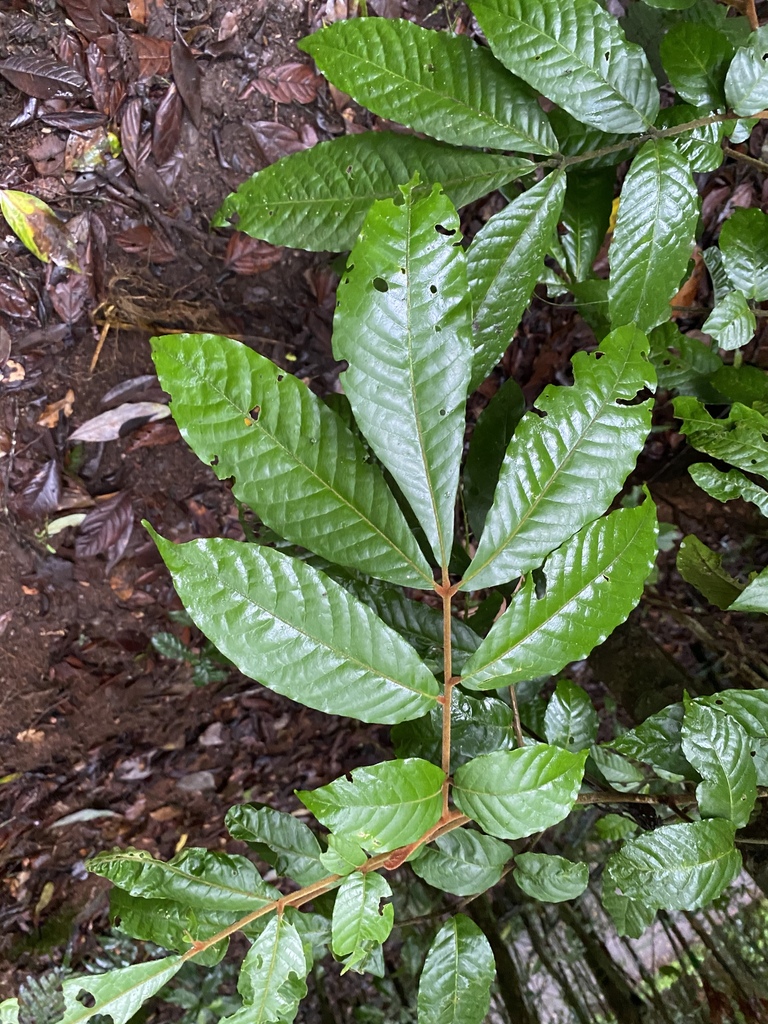 Aglaia ferruginea