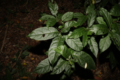 Ehretia acuminata