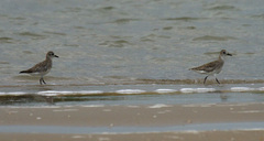 Pluvialis squatarola