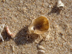 Brachiopoda