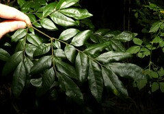 Pararchidendron pruinosum