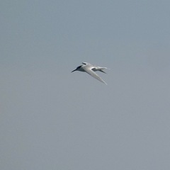 Thalasseus sandvicensis