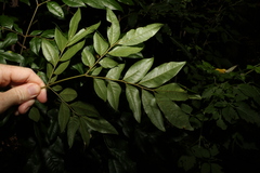 Pararchidendron pruinosum