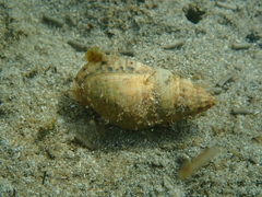 Cominella lineolata