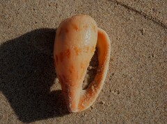 Amoria hunteri