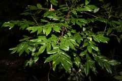 Pararchidendron pruinosum