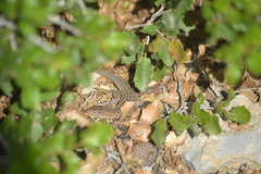 Psammodromus edwarsianus