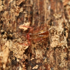 Chthonius ischnocheles