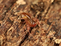 Chthonius ischnocheles