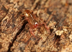 Chthonius ischnocheles