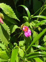 Impatiens uniflora