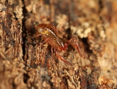 Chthonius ischnocheles