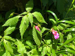 Impatiens uniflora