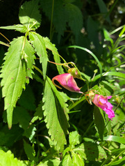 Impatiens uniflora