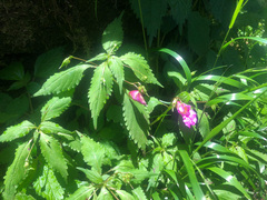 Impatiens uniflora