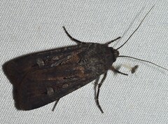 Agrotis infusa