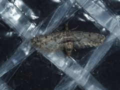 Sufetula hemiophthalma