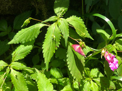 Impatiens uniflora