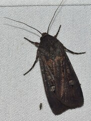 Agrotis infusa