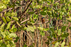 Corythornis cristatus