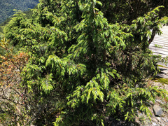 Juniperus formosana