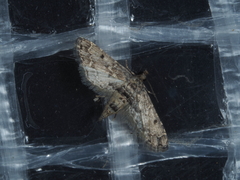 Sufetula hemiophthalma