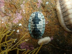 Ischnochiton smaragdinus